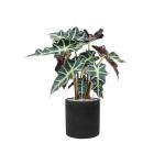 Plant in Pot Alocasia Polly 70 cm kamerplant in Rough Black Washed 25 cm bloempot