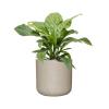 Plant in Pot Anthurium Ellipticum Jungle Bush 95 cm kamerplant in Rough Grey Washed 44 cm bloempot