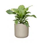 Plant in Pot Anthurium Ellipticum Jungle Bush 95 cm kamerplant in Rough Grey Washed 44 cm bloempot