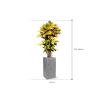 Plant in Pot Croton Variegatum Mrs. Iceton 160 cm kamerplant in Fiberstone Grey 30x30 bloempot