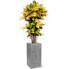 Plant in Pot Croton Variegatum Mrs. Iceton 160 cm kamerplant in Fiberstone Grey 30x30 bloempot