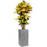 Plant in Pot Croton Variegatum Mrs. Iceton 160 cm kamerplant in Fiberstone Grey 30x30 bloempot