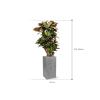 Plant in Pot Croton Variegatum Petra 150 cm kamerplant in Fiberstone Grey 30x30 bloempot