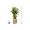 Plant in Pot Polyscias Aralia Ming 115 cm kamerplant in Bohemian Bamboo 31 cm bloempot