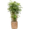 Plant in Pot Polyscias Aralia Ming 115 cm kamerplant in Bohemian Bamboo 31 cm bloempot