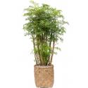 Plant in Pot Polyscias Aralia Ming 115 cm kamerplant in Bohemian Bamboo 31 cm bloempot