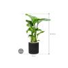 Plant in Pot Strelitzia Nicolai 85 cm kamerplant in Rough Black Washed 25 cm bloempot