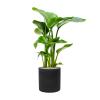 Plant in Pot Strelitzia Nicolai 85 cm kamerplant in Rough Black Washed 25 cm bloempot