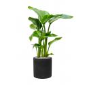 Plant in Pot Strelitzia Nicolai 85 cm kamerplant in Rough Black Washed 25 cm bloempot