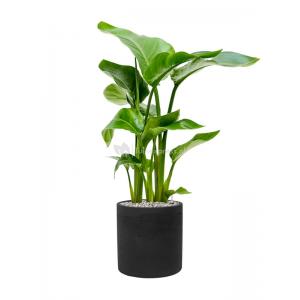 Plant in Pot Strelitzia Nicolai 85 cm kamerplant in Rough Black Washed 25 cm bloempot