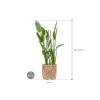 Plant in Pot Strelitzia Reginae 130 cm kamerplant in Bohemian Bamboo 37 cm bloempot