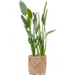 Plant in Pot Strelitzia Reginae 130 cm kamerplant in Bohemian Bamboo 37 cm bloempot