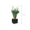 Plant in Pot Strelitzia Reginae 170 cm kamerplant in Fiberstone Black 50x50 bloempot