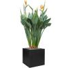 Plant in Pot Strelitzia Reginae 170 cm kamerplant in Fiberstone Black 50x50 bloempot