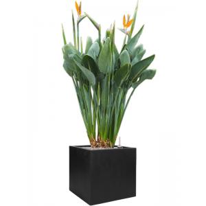 Plant in Pot Strelitzia Reginae 170 cm kamerplant in Fiberstone Black 50x50 bloempot