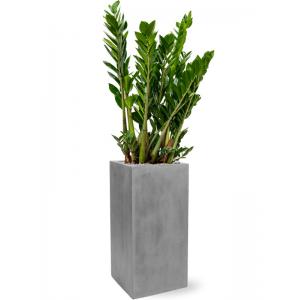 Plant in Pot Zamioculcas Zamiifolia 130 cm kamerplant in Fiberstone Grey 30x30 bloempot