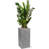 Plant in Pot Zamioculcas Zamiifolia 135 cm kamerplant in Fiberstone Grey 30x30 bloempot