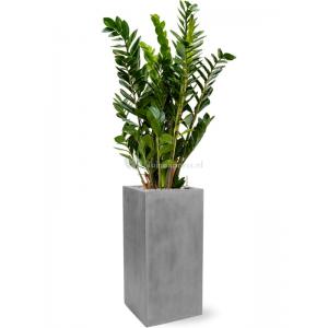 Plant in Pot Zamioculcas Zamiifolia 135 cm kamerplant in Fiberstone Grey 30x30 bloempot