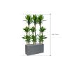 Plant in Pot Dracaena Fragrans Burundii 165 cm kamerplant in Fiberstone Grey 100x40 cm bloempot