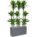 Plant in Pot Dracaena Fragrans Burundii 165 cm kamerplant in Fiberstone Grey 100x40 cm bloempot
