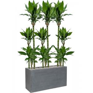 Plant in Pot Dracaena Fragrans Burundii 165 cm kamerplant in Fiberstone Grey 100x40 cm bloempot