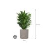 Plant in Pot Dracaena Fragrans Compacta 60 cm kamerplant in Rough Grey Washed 20 cm bloempot