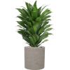 Plant in Pot Dracaena Fragrans Compacta 60 cm kamerplant in Rough Grey Washed 20 cm bloempot