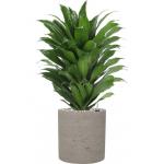 Plant in Pot Dracaena Fragrans Compacta 60 cm kamerplant in Rough Grey Washed 20 cm bloempot