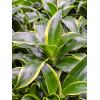 Plant in Pot Dracaena Fragrans Dorado 130 cm kamerplant in Bohemian Bamboo 31 cm bloempot