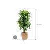 Plant in Pot Dracaena Fragrans Dorado 130 cm kamerplant in Bohemian Bamboo 31 cm bloempot