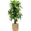 Plant in Pot Dracaena Fragrans Dorado 130 cm kamerplant in Bohemian Bamboo 31 cm bloempot