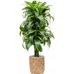 Plant in Pot Dracaena Fragrans Dorado 130 cm kamerplant in Bohemian Bamboo 31 cm bloempot