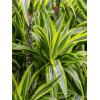 Plant in Pot Dracaena Fragrans Lemon Lime 55 cm kamerplant in Rough Grey Washed 20 cm bloempot