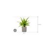 Plant in Pot Dracaena Fragrans Lemon Lime 55 cm kamerplant in Rough Grey Washed 20 cm bloempot