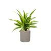 Plant in Pot Dracaena Fragrans Lemon Lime 55 cm kamerplant in Rough Grey Washed 20 cm bloempot