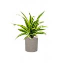 Plant in Pot Dracaena Fragrans Lemon Lime 55 cm kamerplant in Rough Grey Washed 20 cm bloempot