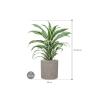 Plant in Pot Dracaena Fragrans White Jewel 60 cm kamerplant in Rough Grey Washed 20 cm bloempot