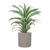 Plant in Pot Dracaena Fragrans White Jewel 60 cm kamerplant in Rough Grey Washed 20 cm bloempot