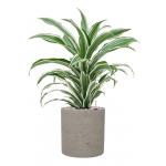 Plant in Pot Dracaena Fragrans White Jewel 60 cm kamerplant in Rough Grey Washed 20 cm bloempot