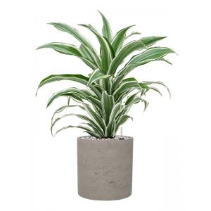 Plant in Pot Dracaena Fragrans White Jewel 60 cm kamerplant in Rough Grey Washed 20 cm bloempot
