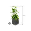 Plant in Pot Dracaena Surculosa 55 cm kamerplant in Rough Black Washed 23 cm bloempot