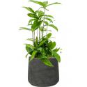 Plant in Pot Dracaena Surculosa 55 cm kamerplant in Rough Black Washed 23 cm bloempot