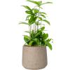 Plant in Pot Dracaena Surculosa 55 cm kamerplant in Rough Grey Washed 23 cm bloempot