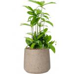 Plant in Pot Dracaena Surculosa 55 cm kamerplant in Rough Grey Washed 23 cm bloempot