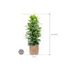 Plant in Pot Ficus Cyathistipula 135 cm kamerplant in Bohemian Bamboo 37 cm bloempot