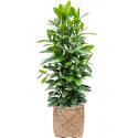 Plant in Pot Ficus Cyathistipula 135 cm kamerplant in Bohemian Bamboo 37 cm bloempot