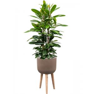 Plant in Pot Ficus Cyathistipula 155 cm kamerplant in Refined Retro With Feet Brown 36 cm bloempot