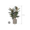 Plant in Pot Ficus Elastica Abidjan 90 cm kamerplant in Rough Grey Washed 25 cm bloempot