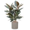 Plant in Pot Ficus Elastica Abidjan 90 cm kamerplant in Rough Grey Washed 25 cm bloempot