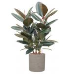 Plant in Pot Ficus Elastica Abidjan 90 cm kamerplant in Rough Grey Washed 25 cm bloempot